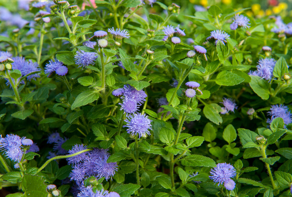 Nestařec americký 'Fields Blue' - Ageratum houstonianum 'Fields Blue'