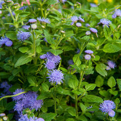 Nestařec americký 'Fields Blue' - Ageratum houstonianum 'Fields Blue'
