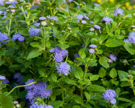 Nestařec americký 'Fields Blue'