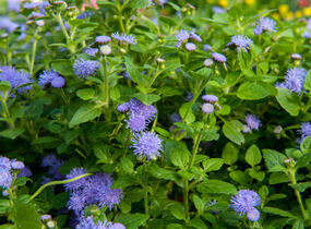 Nestařec americký 'Fields Blue' - Ageratum houstonianum 'Fields Blue'