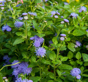 Nestařec americký 'Fields Blue' - Ageratum houstonianum 'Fields Blue'