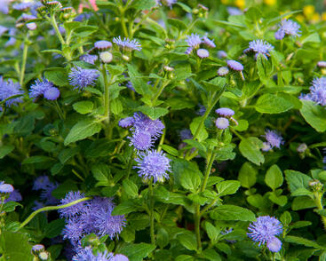 Nestařec americký 'Fields Blue'