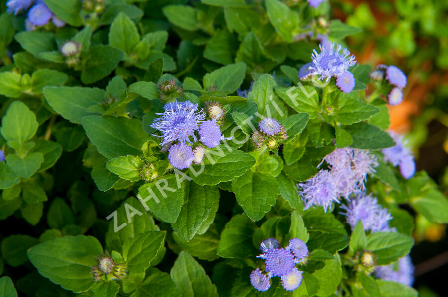 Nestařec americký 'Fields Blue' - Ageratum houstonianum 'Fields Blue'