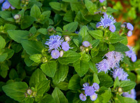 Nestařec americký 'Fields Blue' - Ageratum houstonianum 'Fields Blue'