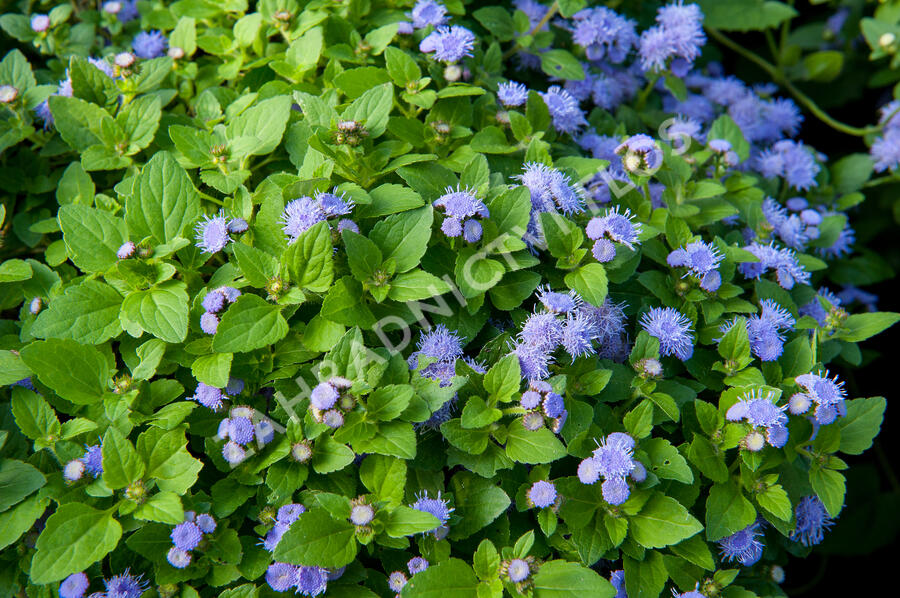Nestařec americký 'Fields Blue' - Ageratum houstonianum 'Fields Blue'