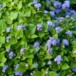 Nestařec americký 'Fields Blue' - Ageratum houstonianum 'Fields Blue'