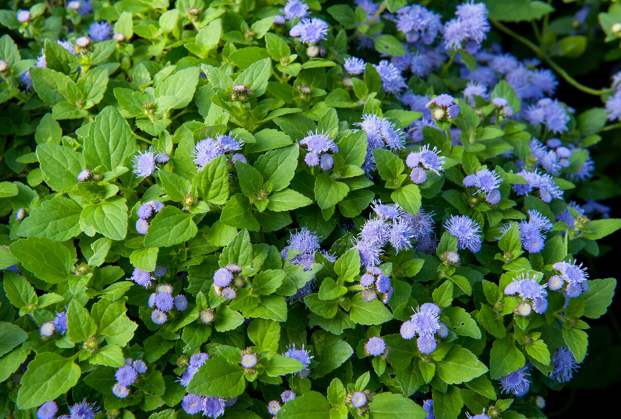 Nestařec americký 'Fields Blue' - Ageratum houstonianum 'Fields Blue'