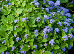 Nestařec americký 'Fields Blue' - Ageratum houstonianum 'Fields Blue'