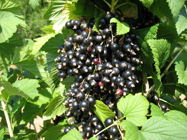 Rybíz černý 'Triton' - Ribes nigrum 'Triton'