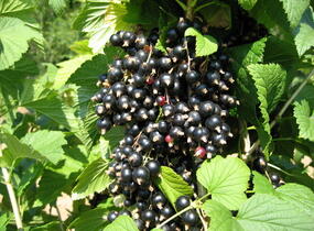 Rybíz černý 'Triton' - Ribes nigrum 'Triton'