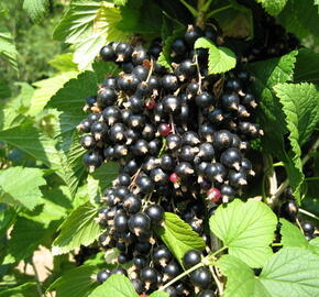 Rybíz černý 'Triton' - Ribes nigrum 'Triton'