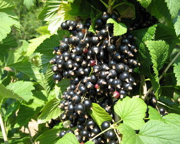 Rybíz černý 'Triton'