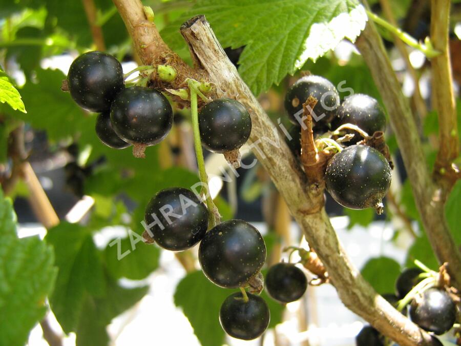 Rybíz černý 'Triton' - Ribes nigrum 'Triton'