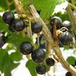 Rybíz černý 'Triton' - Ribes nigrum 'Triton'