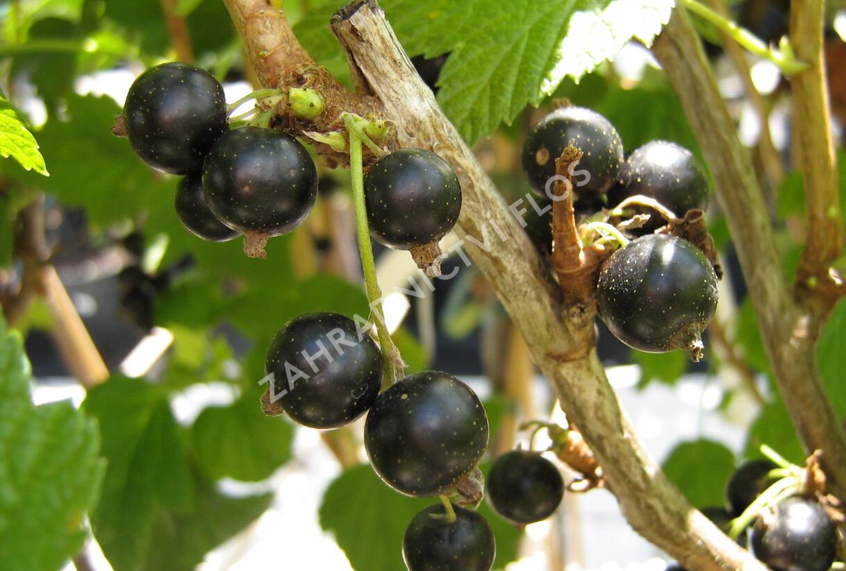 Rybíz černý 'Triton' - Ribes nigrum 'Triton'