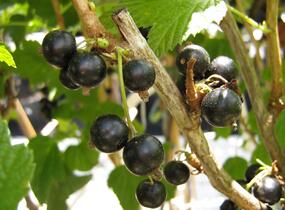 Rybíz černý 'Triton' - Ribes nigrum 'Triton'
