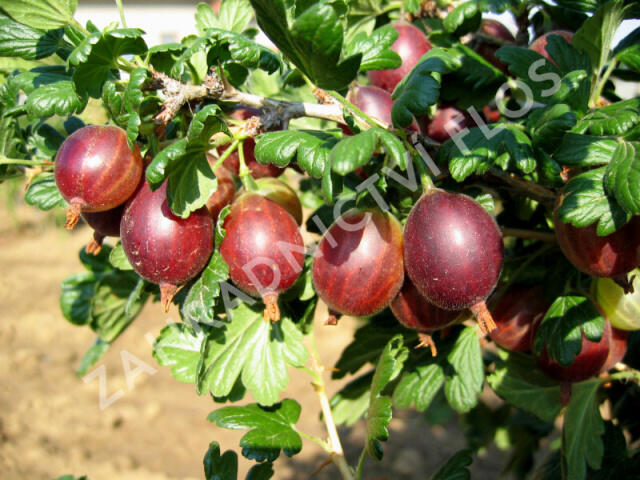 Angrešt červený 'Rolonda' - Grossularia uva-crispa 'Rolonda'