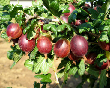 Angrešt červený 'Rolonda'