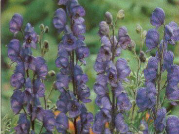 Oměj horský - Aconitum napellus