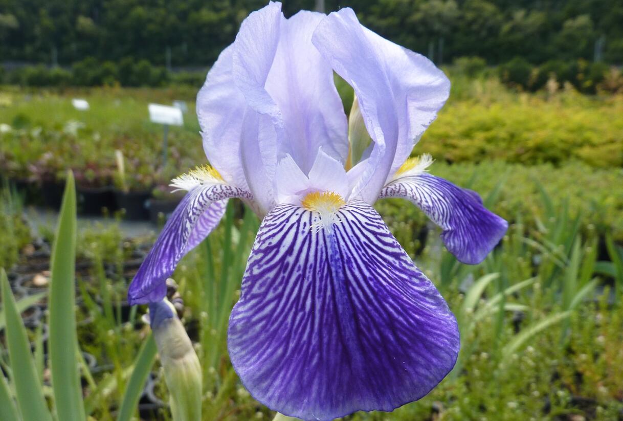 Kosatec německý - Iris germanica