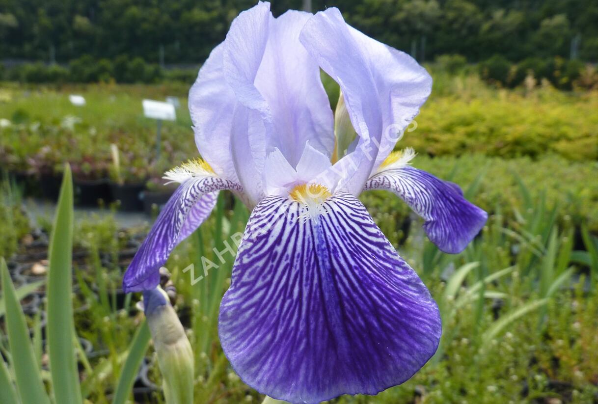 Kosatec německý - Iris germanica