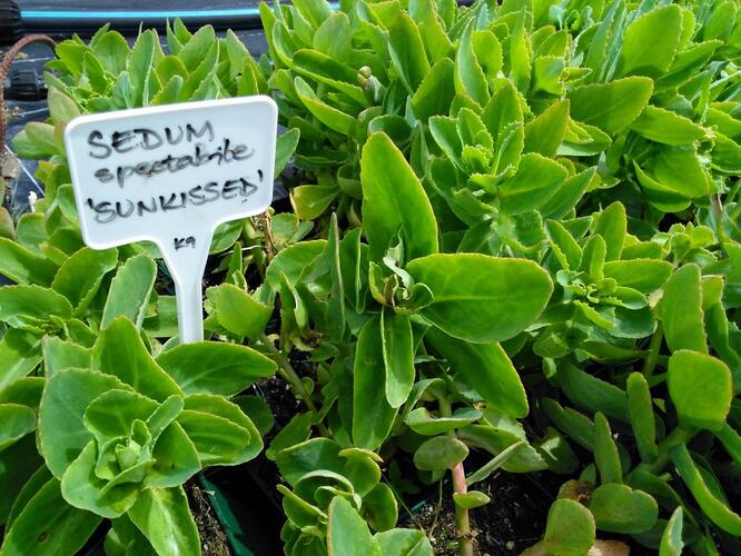 Rozchodník nádherný 'Sunkissed' - Sedum spectabile 'Sunkissed'