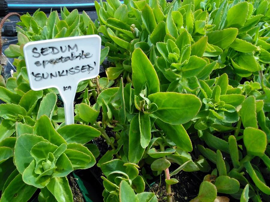 Rozchodník nádherný 'Sunkissed' - Sedum spectabile 'Sunkissed'