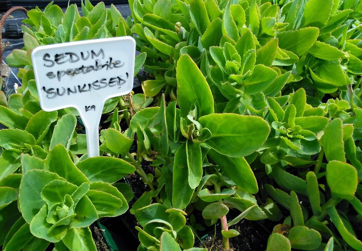 Rozchodník nádherný 'Sunkissed' - Sedum spectabile 'Sunkissed'