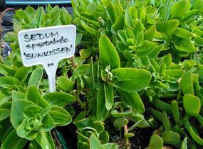 Rozchodník nádherný 'Sunkissed' - Sedum spectabile 'Sunkissed'