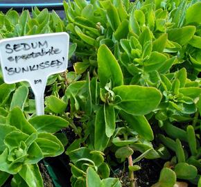 Rozchodník nádherný 'Sunkissed'