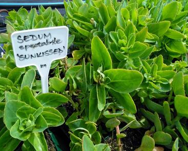 Rozchodník nádherný 'Sunkissed'