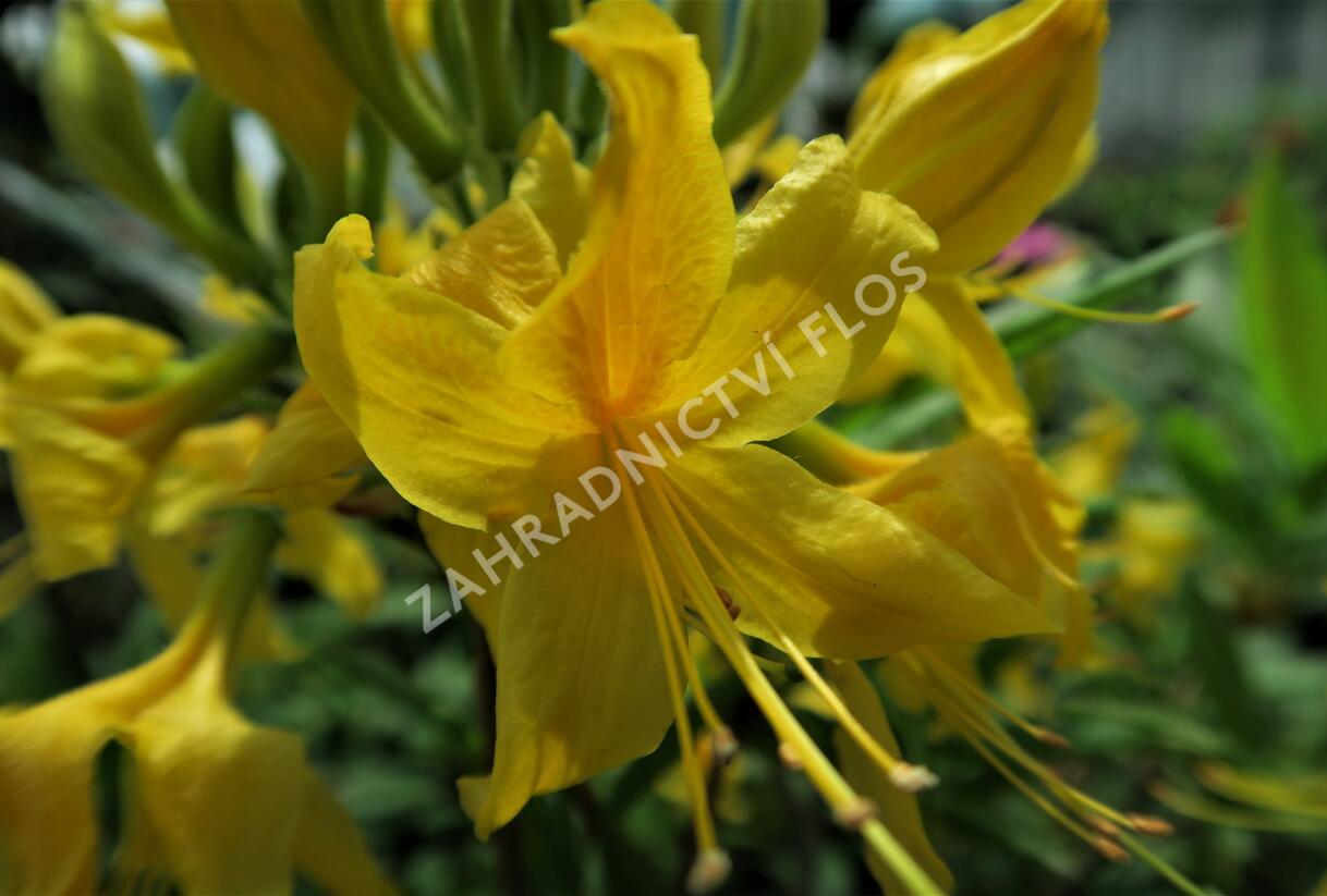 Azalka dřevitá - Azalea luteum