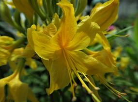 Azalka dřevitá - Azalea luteum
