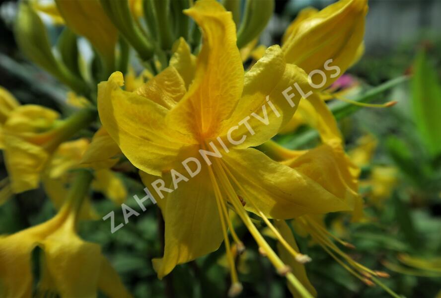 Azalka dřevitá - Azalea luteum