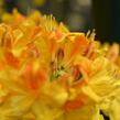 Azalka dřevitá - Azalea luteum