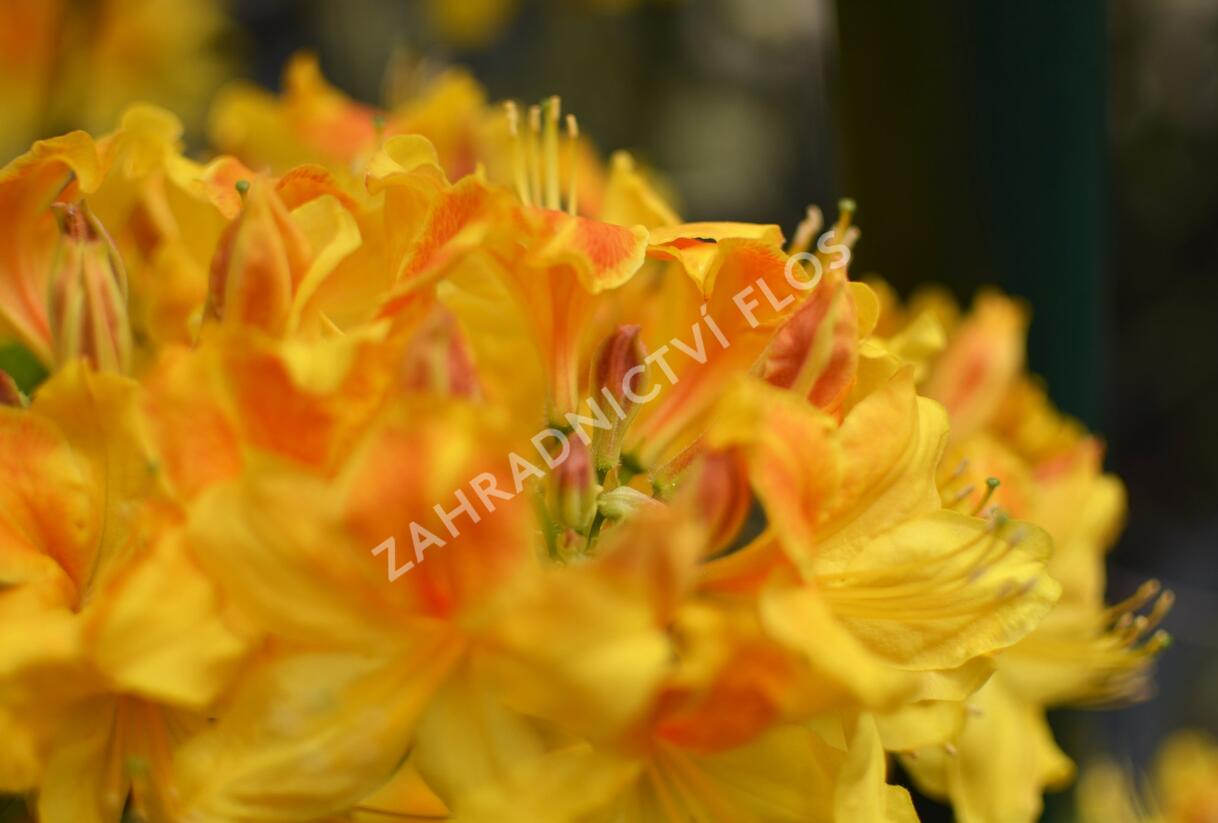 Azalka dřevitá - Azalea luteum