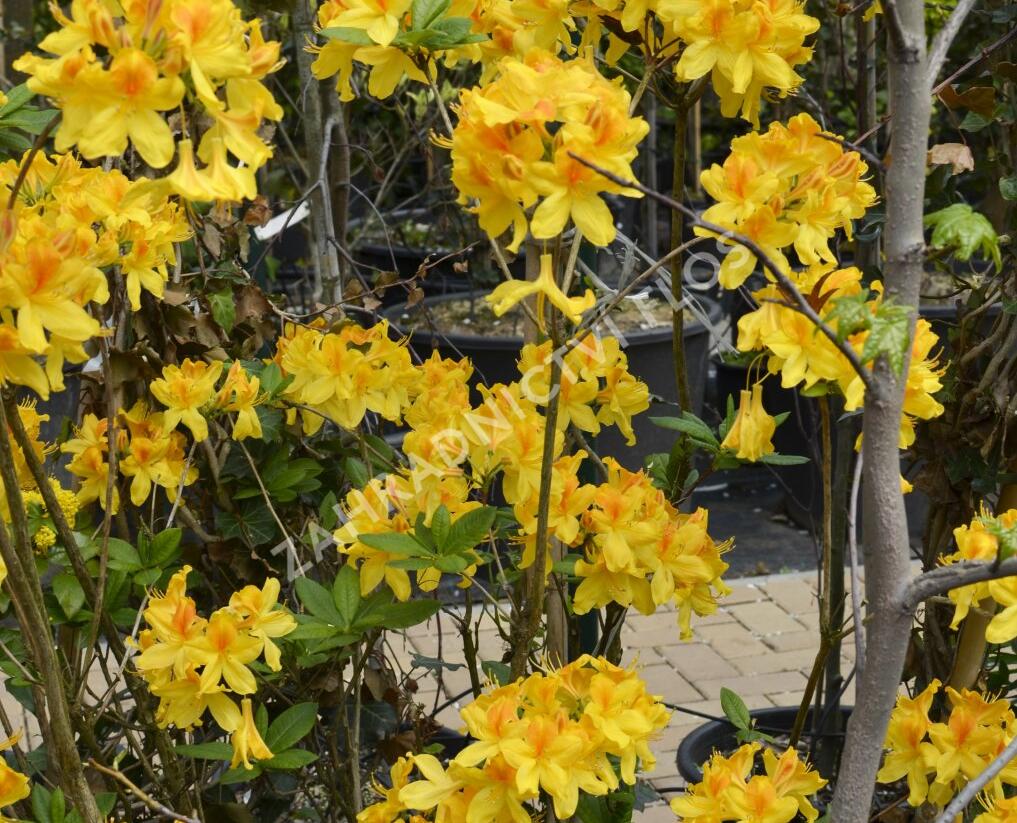 Azalka dřevitá - Azalea luteum