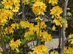 Azalka dřevitá - Azalea luteum