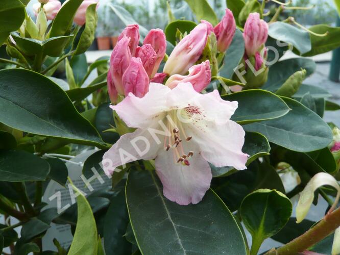 Pěnišník 'Bellini' - Rhododendron 'Bellini'