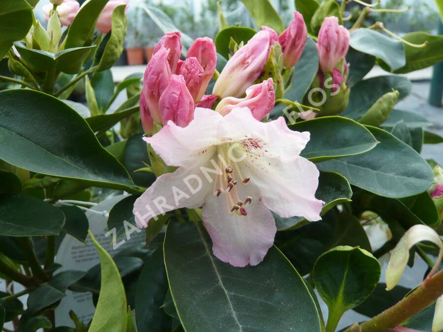 Pěnišník 'Bellini' - Rhododendron 'Bellini'