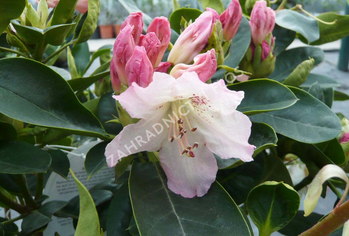 Pěnišník 'Bellini' - Rhododendron 'Bellini'