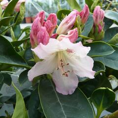 Pěnišník 'Bellini' - Rhododendron 'Bellini'