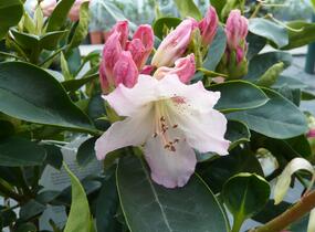 Pěnišník 'Bellini' - Rhododendron 'Bellini'