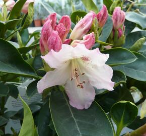 Pěnišník 'Bellini' - Rhododendron 'Bellini'