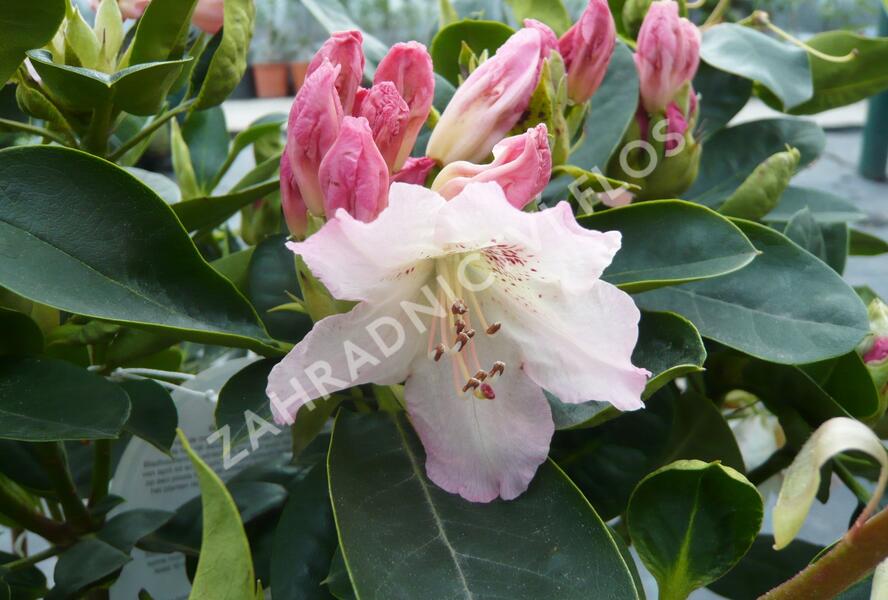 Pěnišník 'Bellini' - Rhododendron 'Bellini'