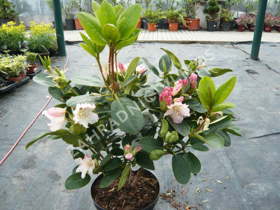 Pěnišník 'Bellini' - Rhododendron 'Bellini'