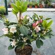 Pěnišník 'Bellini' - Rhododendron 'Bellini'