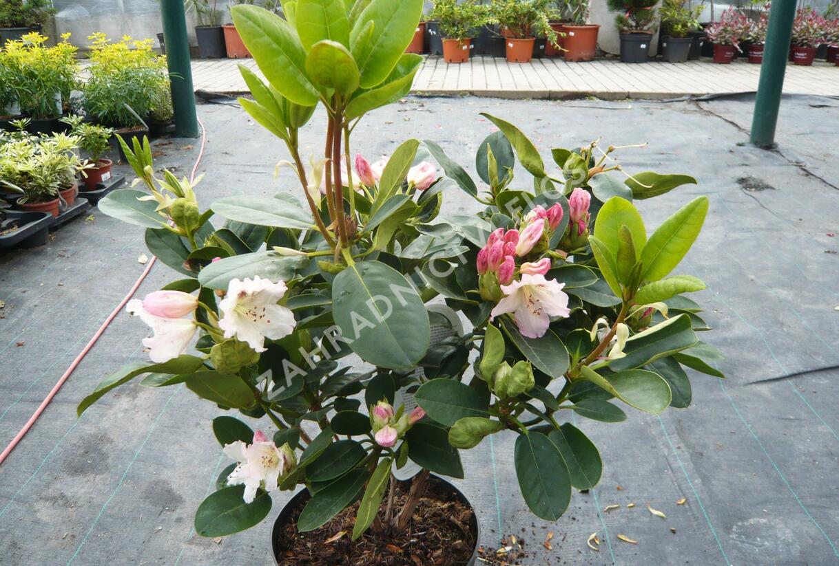 Pěnišník 'Bellini' - Rhododendron 'Bellini'
