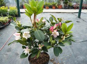 Pěnišník 'Bellini' - Rhododendron 'Bellini'