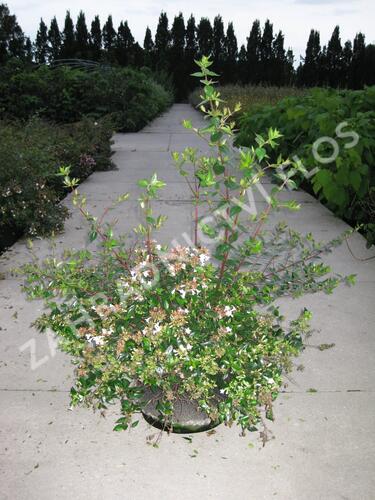 Abélie velkokvětá - Abelia grandiflora